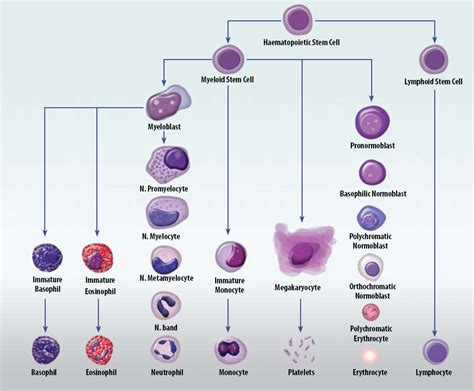 Blood Cell Counting