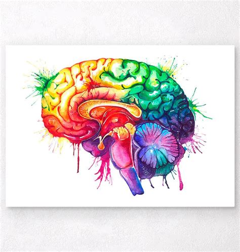Watercolor Brain Anatomy Art Print Codex Anatomicus