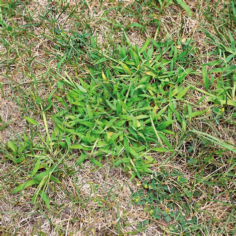 Garden Weeds Identification