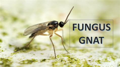 Fungus Gnat Características Y Control Nueva Intro Youtube
