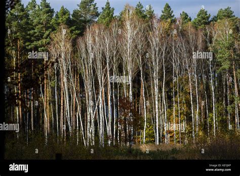 Forest With White Birches In Autumn In Poland Stock Photo Alamy