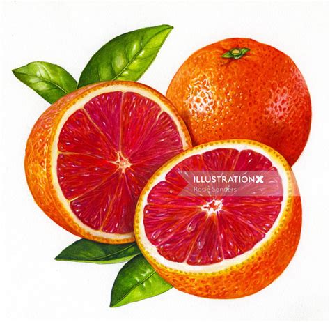 Blood Oranges Illustration By Rosie Sanders