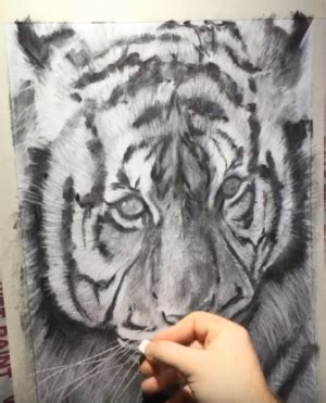 Top Tips For Drawing A Realistic Tiger In Charcoal Studio Wildlife