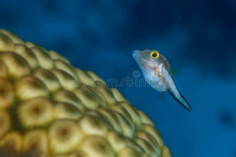 Sharpnose Puffer Swimming Over Star Coral Stock Photo Image Of