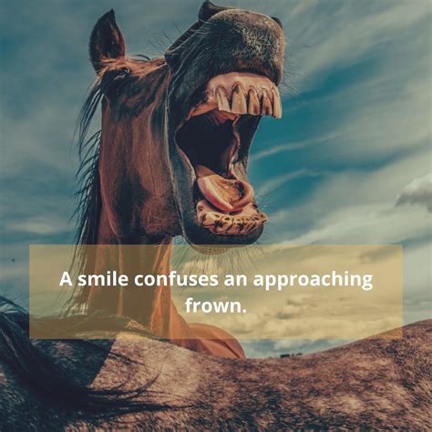 50 Funny Smile Quotes To Make Your Day A Little Happier