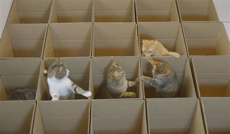 Living The Dream 9 Cats Explore A Cardboard Box Maze