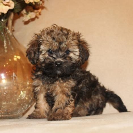 We specialize in teddybear shichons, shih poo, malti poo, malshi, shih tzu, maltese & poodle mix puppies. Shih Tzu Toy Poodle Mix For Sale Near Me