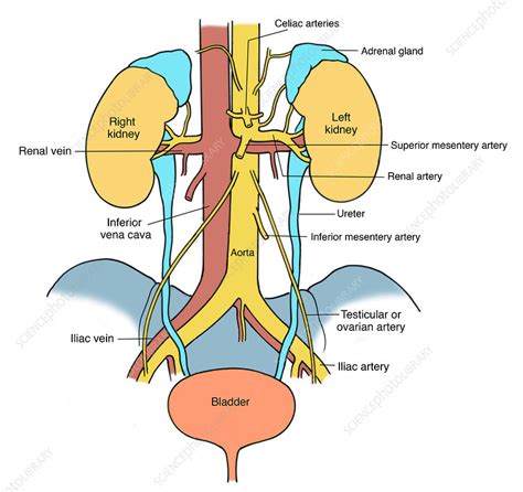 Illustration Of Urinary System Stock Image C0172647 Science