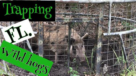 Trapping Wild Hogs Youtube