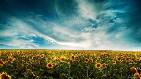 Sunflowers Landscape Wallpapers Hd Wallpapers Id 9783