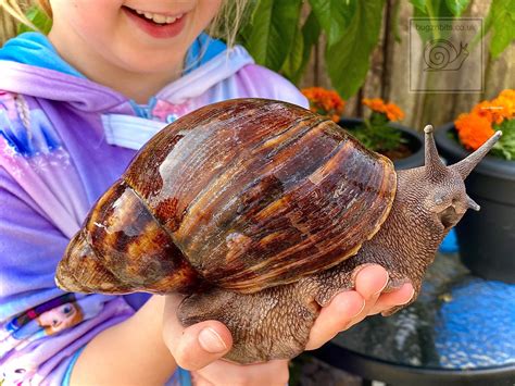 Giant African Land Snail Food The Ultimate Premium Sample Etsy Canada