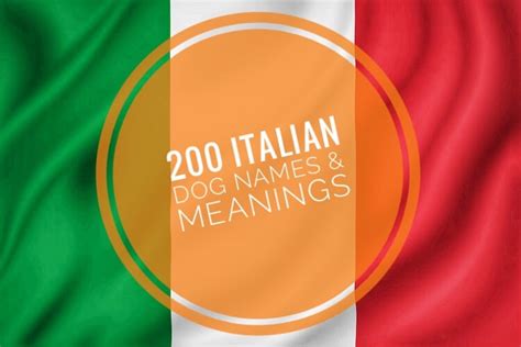 Italian Dog Names 200 Perfezionare Names For Dogs My Pets Name