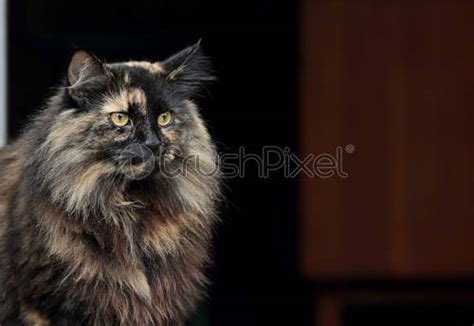 A Beautiful Portrait Of A Tortoiseshell Norwegian Forest Cat Female