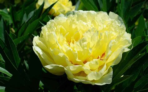 15 Yellow Peonies To Brighten Your Garden 💛 🌿 Best Varieties Care And