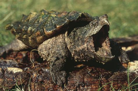 The Alligator Snapping Turtle Macrochelys Temminckii Is The Largest Freshwater Turtle In The