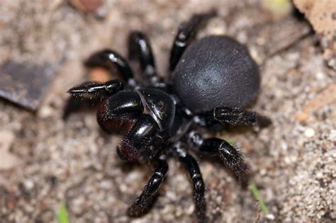 Missulena Sp Female Southern Wa Mouse Spider Flickr