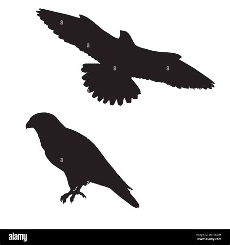 Vector Illustration Of Falcon Silhouette Art Stock Vector Image And Art