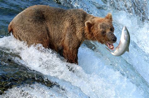 Bear Eating Salmon Ubicaciondepersonas Cdmx Gob Mx