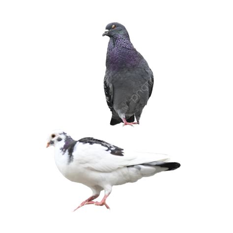 White Pigeon Free Wings White Pigeon Free Png Transparent Image And