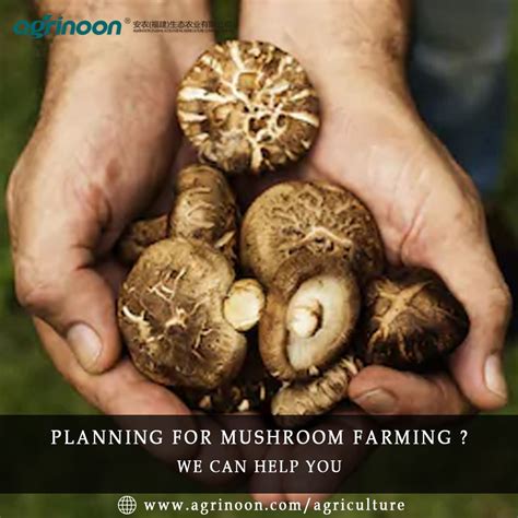 Mushroom Farming Is The Best And Right Choice For You Stuffed