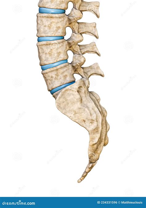 Lateral Or Side View Of Human Sacrum And Lumbar Vertebrae Isolated On