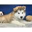 Alaskan Malamute Puppies For Sale  Long Island