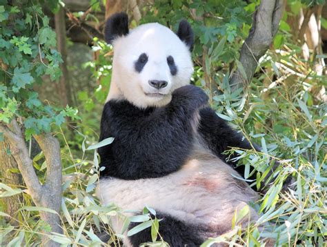 It takes 28 pounds of bamboo to satisfy a giant panda's daily dietary needs, and it. Urso panda - Características, reprodução, alimentação ...