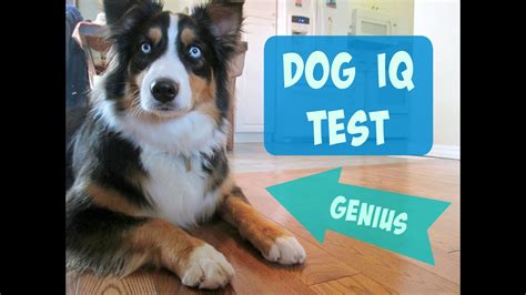 Dog Iq Test At Home Bezalelartdesigns