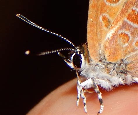 Springfield Plateau Carnivorous Butterfly