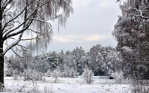 foto winter natuur sneeuw seizoen