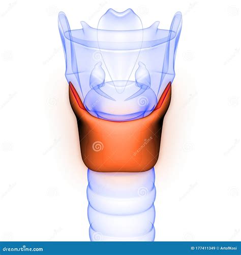 Human Glands Thyroid Gland Anatomy X Ray 3d Rendering Stock