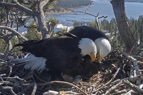 Hatch Watch Bald Eagle Chicks Expected To Emerge On Livestream From