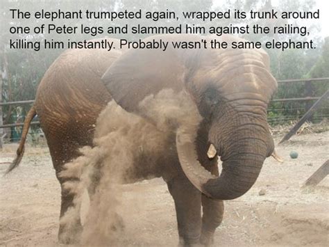 This Story Is Proof That Elephants Never Forget Barnorama