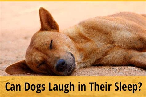 Can Dogs Laugh In Their Sleep Zooawesome