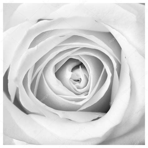 White Rose — Stock Photo © Piolka 12506260