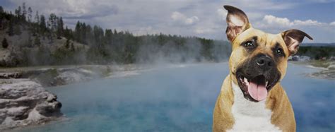 Top Activities For Dogs In Yellowstone National Park Wag