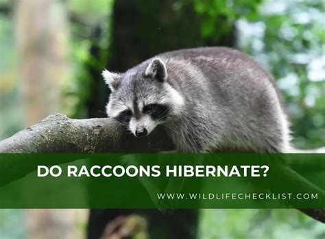 Do Raccoons Hibernate Raccoons Winter Behavior Explained Wildlife