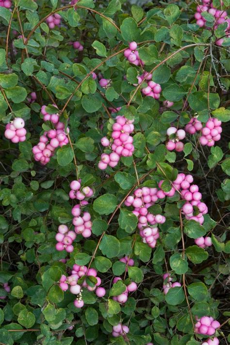 Maybe you would like to learn more about one of these? Scarlet Pearl Snowberry - Monrovia - Scarlet Pearl ...