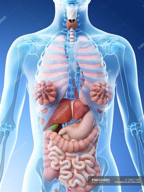 Diagram Internal Female Anatomy Internal Organs Of The Human Body
