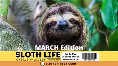 Amazing Facts About Sloths Video 10 Sloth Of The Day