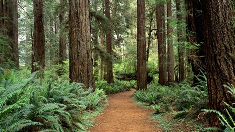 Redwood Forest Wallpapers Wallpaper Cave