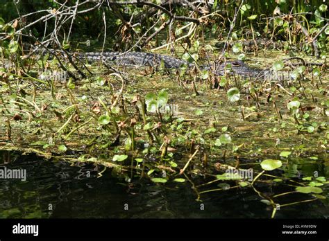 American Alligator Wekiwa Springs State Park Apopka Florida Stock