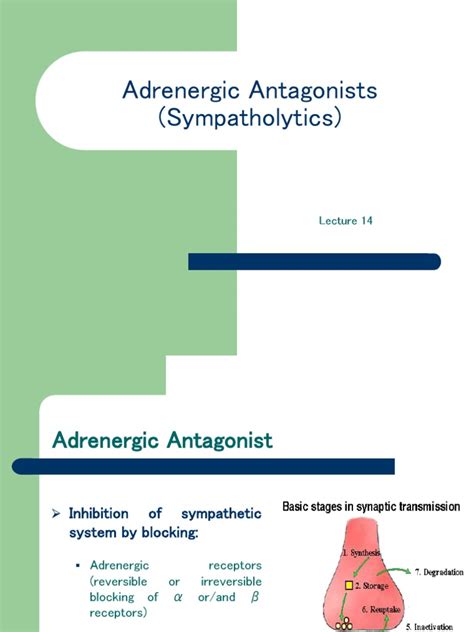 Adrenergic Antagonists Sympatholytics Pdf Receptor Antagonist Heart