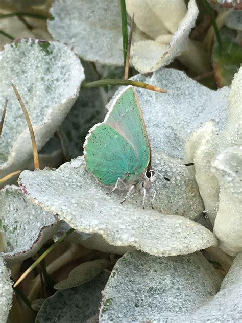 A Bramble Green Hairstreak Butterfly Mendonoma Sightings
