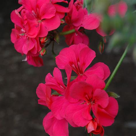 Precision Dark Salmon Ivy Leaf Geranium Buchanans Native Plants