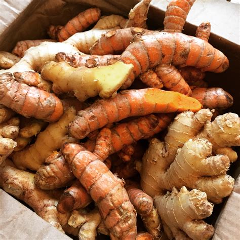 Freshly Harvested Organic Turmeric And Ginger Arrive At The Studio