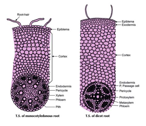 Anatomy Of Roots Important Topics Explanation Epiblema And Monocot Root