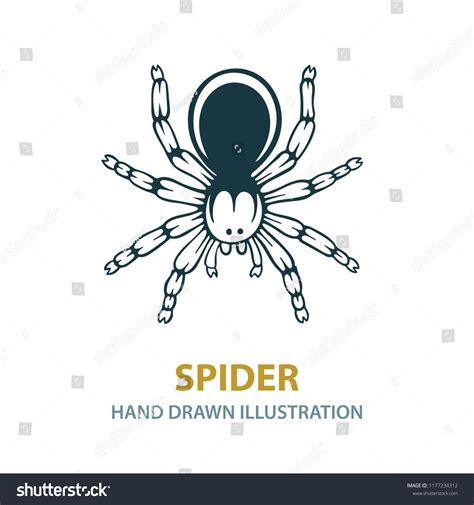 Spider Hand Drawn Black Spider Silhouette Stock Vector Royalty Free
