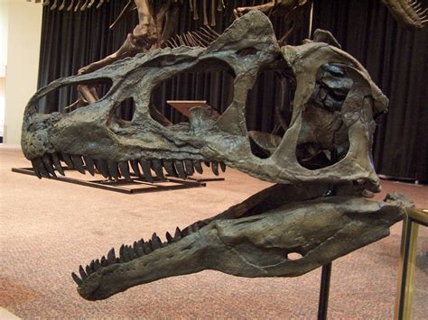 The Natural World 23 Fact Tuesday All About Allosaurus