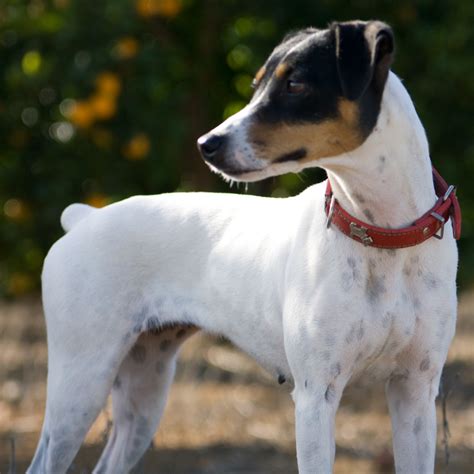 Chilean Fox Terrier Breed Guide Learn About The Chilean Fox Terrier